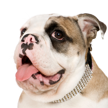 A Short-Nosed English Bulldog with a Smile